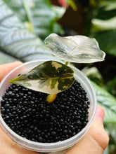 Lade das Bild in den Galerie-Viewer, Alocasia Azlanii Pink Variegata (hight variegated)
