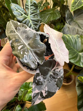 Lade das Bild in den Galerie-Viewer, Alocasia Polly Pink Variegata

