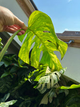 Lade das Bild in den Galerie-Viewer, Monstera Aurea Variegata Steckling
