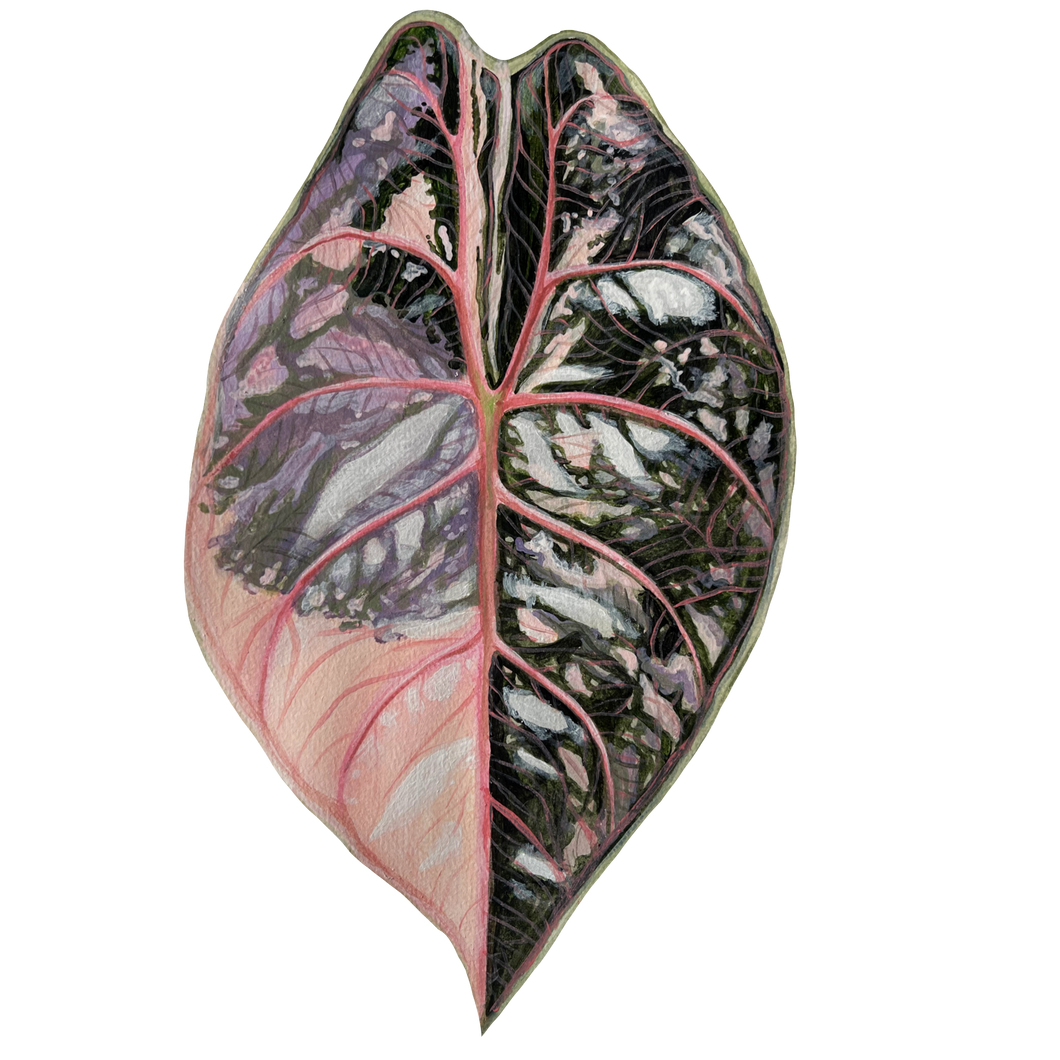 Alocasia Azlanii Pink Variegata