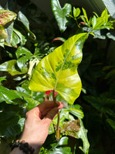 Lade das Bild in den Galerie-Viewer, Philodendron x domesticum var. Siam sunrise'

