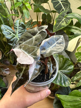 Lade das Bild in den Galerie-Viewer, Alocasia Polly Pink Variegata
