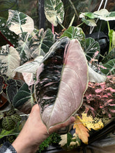 Lade das Bild in den Galerie-Viewer, Rhizome der Alocasia Azlanii Pink Variegata (hight variegated)
