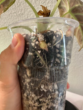 Lade das Bild in den Galerie-Viewer, Rhizome der Alocasia Black Velvet Pink Variegata
