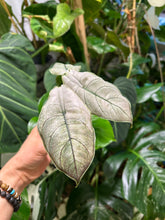 Lade das Bild in den Galerie-Viewer, Alocasia Azlanii Pink Mint Variegata
