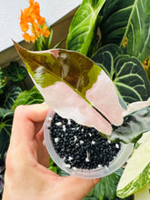 Lade das Bild in den Galerie-Viewer, Rhizome der Alocasia Chantrieri Variegata
