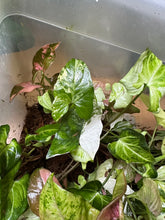 Lade das Bild in den Galerie-Viewer, Syngonium Paket 2x Syngonium + 1x Syngonium Rarität

