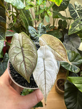 Lade das Bild in den Galerie-Viewer, Alocasia Azlanii Pink Mint Variegata Jungpflanze
