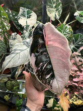 Lade das Bild in den Galerie-Viewer, Rhizome der Alocasia Azlanii Pink Variegata (hight variegated)

