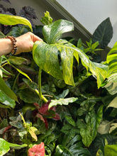 Lade das Bild in den Galerie-Viewer, Monstera Aurea Variegata Steckling
