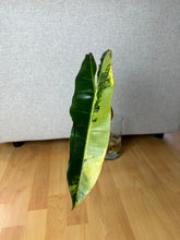 Lade das Bild in den Galerie-Viewer, Philodendron Billietiae XL Nr. 1
