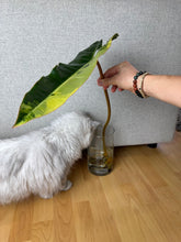 Lade das Bild in den Galerie-Viewer, Philodendron Billietiae XL Nr. 1
