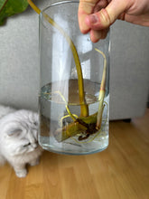 Lade das Bild in den Galerie-Viewer, Philodendron Billietiae XL Nr. 1
