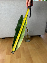 Lade das Bild in den Galerie-Viewer, Philodendron Billietiae XL Nr. 1
