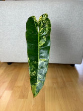 Lade das Bild in den Galerie-Viewer, Philodendron Billietiae XL Nr. 2
