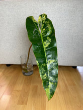 Lade das Bild in den Galerie-Viewer, Philodendron Billietiae XL Nr. 2
