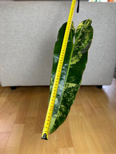 Lade das Bild in den Galerie-Viewer, Philodendron Billietiae XL Nr. 2
