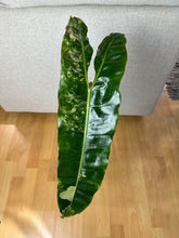 Lade das Bild in den Galerie-Viewer, Philodendron Billietiae XL Nr. 3
