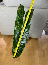 Lade das Bild in den Galerie-Viewer, Philodendron Billietiae XL Nr. 3
