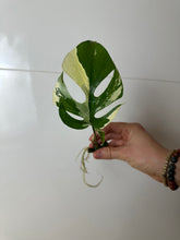 Lade das Bild in den Galerie-Viewer, Pflanzenpaket Monstera + Überraschungssteckling

