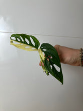 Lade das Bild in den Galerie-Viewer, Pflanzenpaket Monstera + Überraschungssteckling
