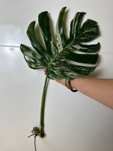 Lade das Bild in den Galerie-Viewer, Monstera Albo Variegata Steckling

