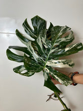 Lade das Bild in den Galerie-Viewer, Monstera Albo Variegata Steckling
