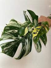 Lade das Bild in den Galerie-Viewer, Pflanzenpaket Monstera + Überraschungssteckling
