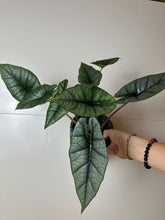 Lade das Bild in den Galerie-Viewer, Alocasia Platinum
