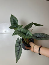 Lade das Bild in den Galerie-Viewer, Alocasia Platinum

