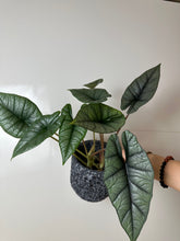 Lade das Bild in den Galerie-Viewer, Alocasia Platinum
