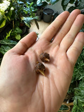 Lade das Bild in den Galerie-Viewer, Rhizome der Alocasia Maharani Albo Variegata
