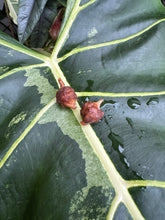 Lade das Bild in den Galerie-Viewer, Rhizome der Alocasia Venom
