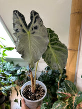 Lade das Bild in den Galerie-Viewer, Rhizome der Alocasia Venom
