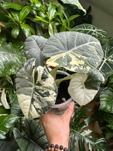 Lade das Bild in den Galerie-Viewer, Rhizome der Alocasia Maharani Albo Variegata
