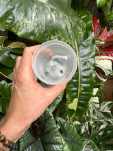 Lade das Bild in den Galerie-Viewer, Selbstbewässerungstopf klein (7 cm Durchmesser, 10,5 cm Höhe)
