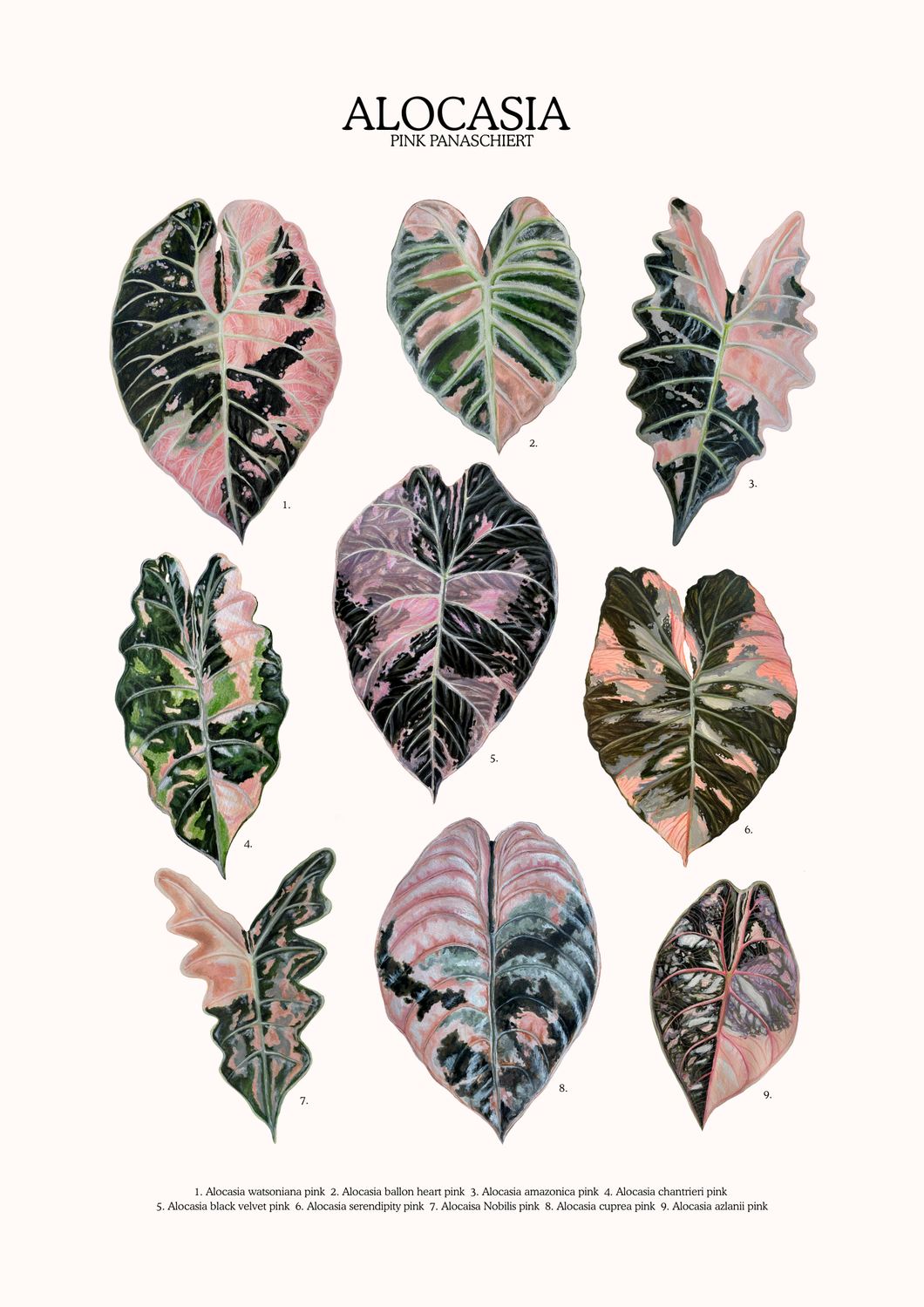 Pflanzenposter Alocaisa Pink Edition